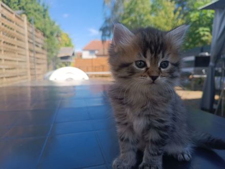 🐾 7 wunderschöne BKH-Kitten suchen ihr Zuhause