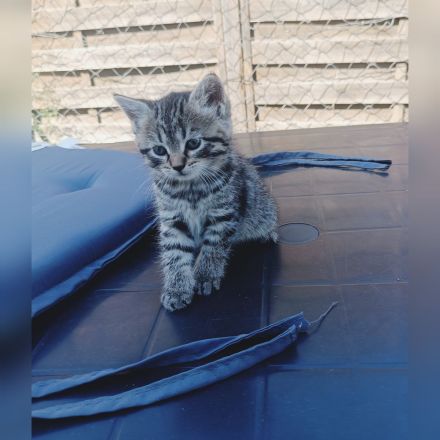 🐾 7 wunderschöne BKH-Kitten suchen ihr Zuhause