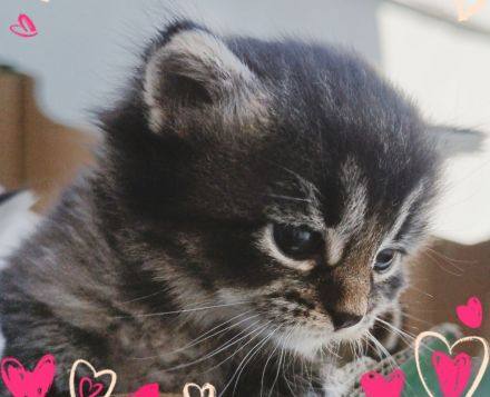 🐾 7 wunderschöne BKH-Kitten suchen ihr Zuhause