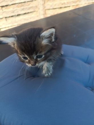 🐾 7 wunderschöne BKH-Kitten suchen ihr Zuhause