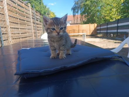 🐾 7 wunderschöne BKH-Kitten suchen ihr Zuhause