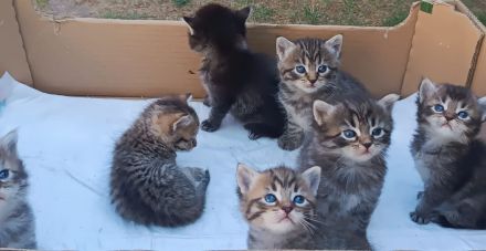 🐾 7 wunderschöne BKH-Kitten suchen ihr Zuhause ❤️