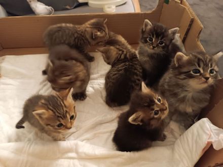🐾 7 wunderschöne BKH-Kitten suchen ihr Zuhause ❤️