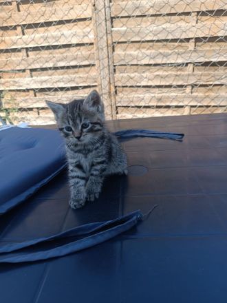 🐾 7 wunderschöne BKH-Kitten suchen ihr Zuhause ❤️