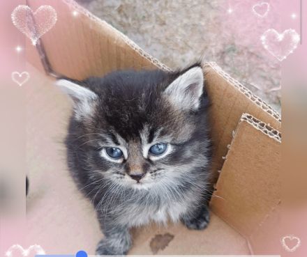 🐾 7 wunderschöne BKH-Kitten suchen ihr Zuhause ❤️