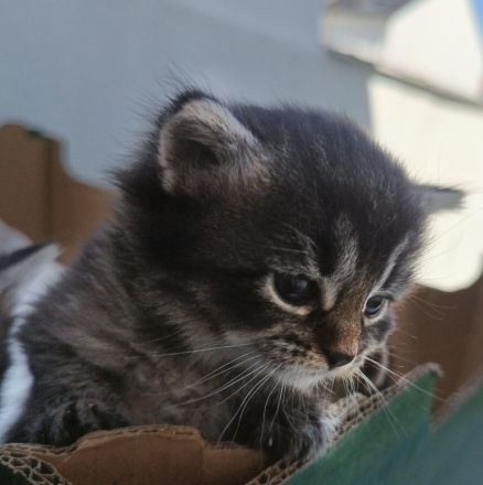 🐾 7 wunderschöne BKH-Kitten suchen ihr Zuhause ❤️