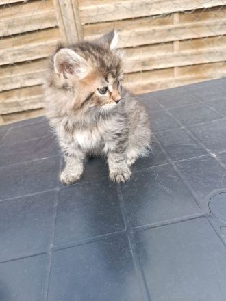 🐾 Süße BKH-Kitten – Kurzhaar & Langhaar – geboren am 30.07.2026 🐾