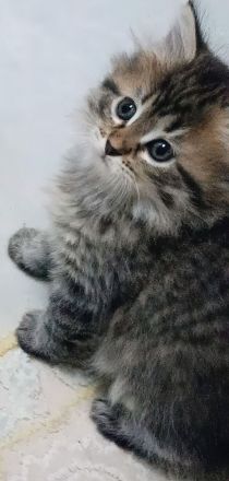 🐾 Süße BKH-Kitten – Kurzhaar & Langhaar – geboren am 30.07.2026 🐾