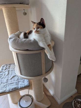 BKH Chocolate tortie white Mädchen mit Stammbaum