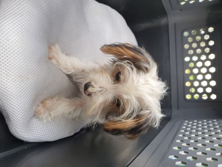 Yorkshire terrier welpen