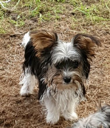 Yorkshire terrier welpen