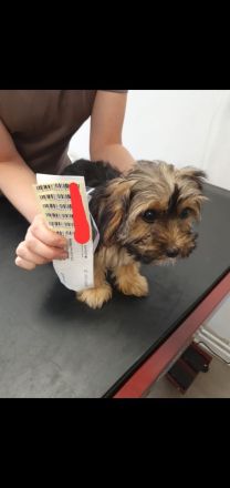 Yorkshire terrier welpen