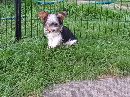 Yorkshire terrier welpen