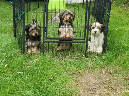 Yorkshire terrier welpen