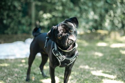 🐾 Deckrüde Oscar – unser „Mr. Happy“ sucht passende Damen