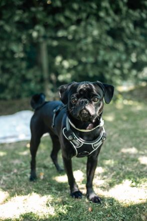 🐾 Deckrüde Oscar – unser „Mr. Happy“ sucht passende Damen
