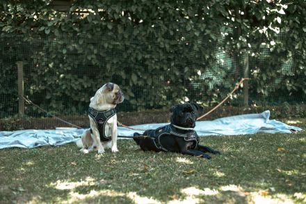 🐾 Deckrüde Oscar – unser „Mr. Happy“ sucht passende Damen