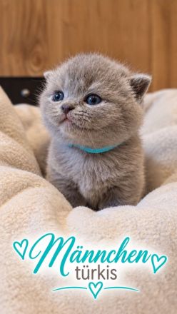 Liebevolle Kitten suchen ihre Familie - Ponyfans aufgepasst