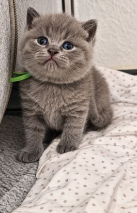 Schöne akräftige Bkh Kitten suchen liebevolles Zuhause