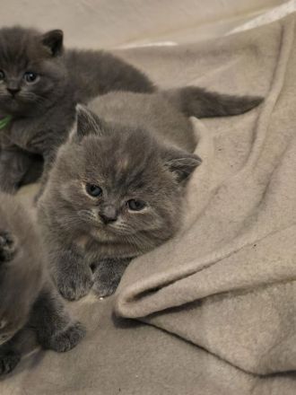 Schöne akräftige Bkh Kitten suchen liebevolles Zuhause