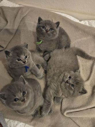 Schöne akräftige Bkh Kitten suchen liebevolles Zuhause