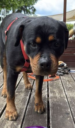 Reinrassige Rottweiler Hündin Emmi (mit Ahnentafel)