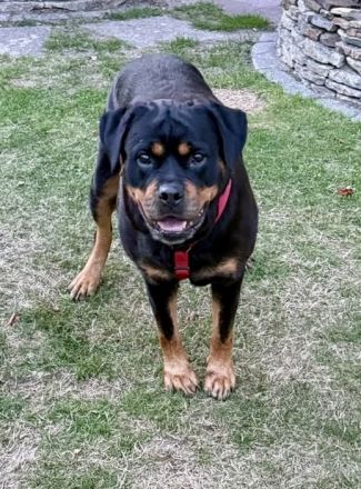 Reinrassige Rottweiler Hündin Emmi (mit Ahnentafel)