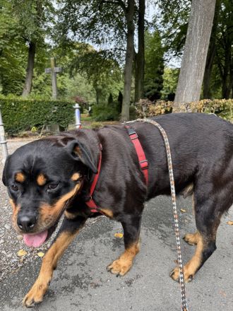 Reinrassige Rottweiler Hündin Emmi (mit Ahnentafel)