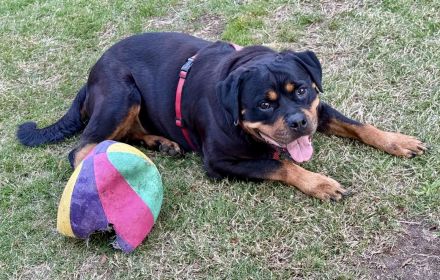 Reinrassige Rottweiler Hündin Emmi (mit Ahnentafel)
