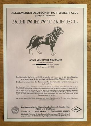 Reinrassige Rottweiler Hündin Emmi (mit Ahnentafel)