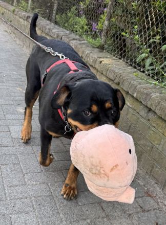 Reinrassige Rottweiler Hündin Emmi (mit Ahnentafel)