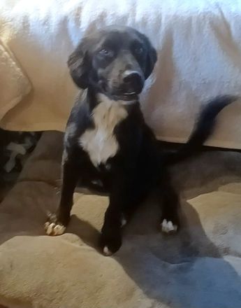 Antonella, a.d.Tierschutz, sucht Happy-Home