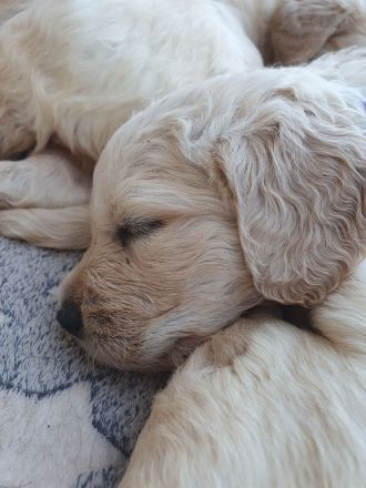 Golden Retriever Welpen