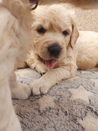 Golden Retriever Welpen