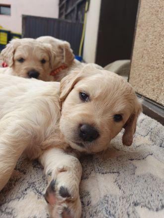 Golden Retriever Welpen