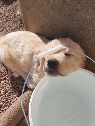 Golden Retriever Welpen