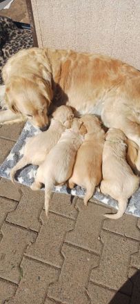 Golden Retriever Welpen