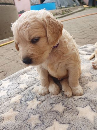 Golden Retriever Welpen