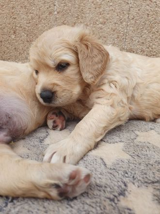 Golden Retriever Welpen