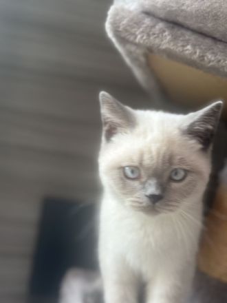 BKH kater