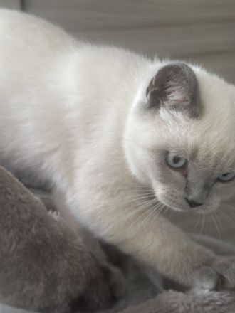 BKH kater