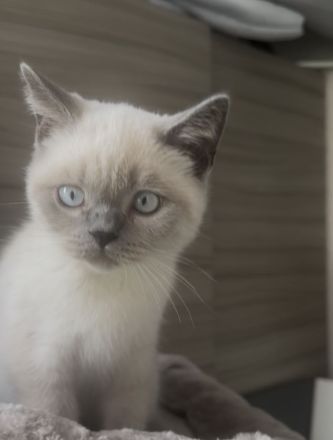 BKH kater