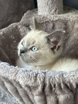 BKH kater