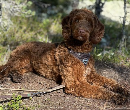 Deckrüde, Australian Labradoodle, karamell, medium, u. a. HD, ED untersucht