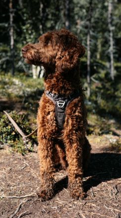 Deckrüde, Australian Labradoodle, karamell, medium, u. a. HD, ED untersucht