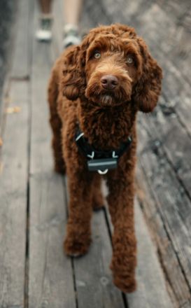 Deckrüde, Australian Labradoodle, karamell, medium, u. a. HD, ED untersucht