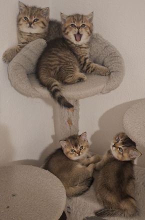 Reinrassige BKH Britische Kurzhaar Kitten