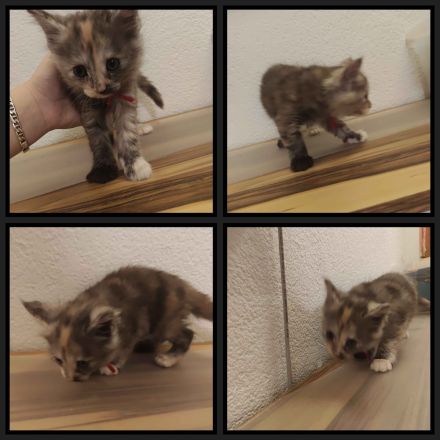6 Maine Coon Katzens