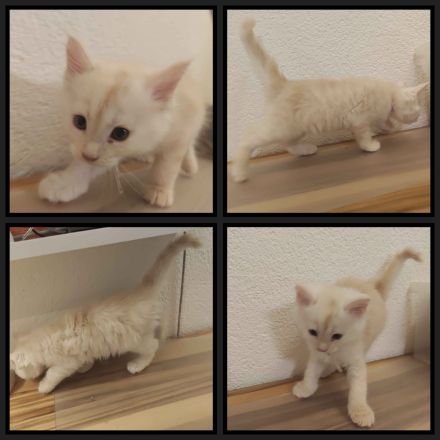 6 Maine Coon Katzens