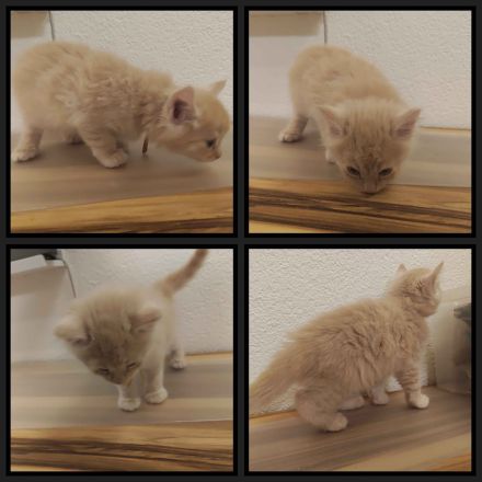 6 Maine Coon Katzens